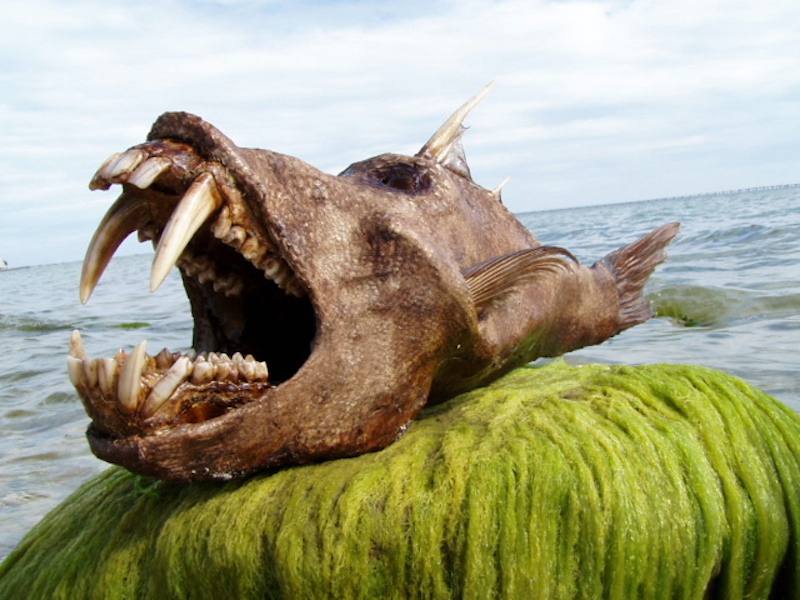Illustration for article titled 7 More Viral Photos That Are Totally Fake